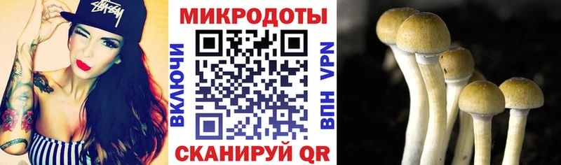 продажа наркотиков  Саров  Галлюциногенные грибы Psilocybe 